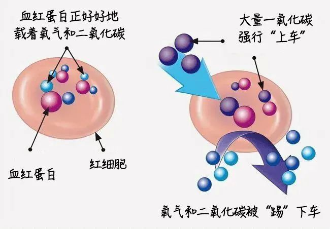 一氧化碳進入血紅蛋白.png